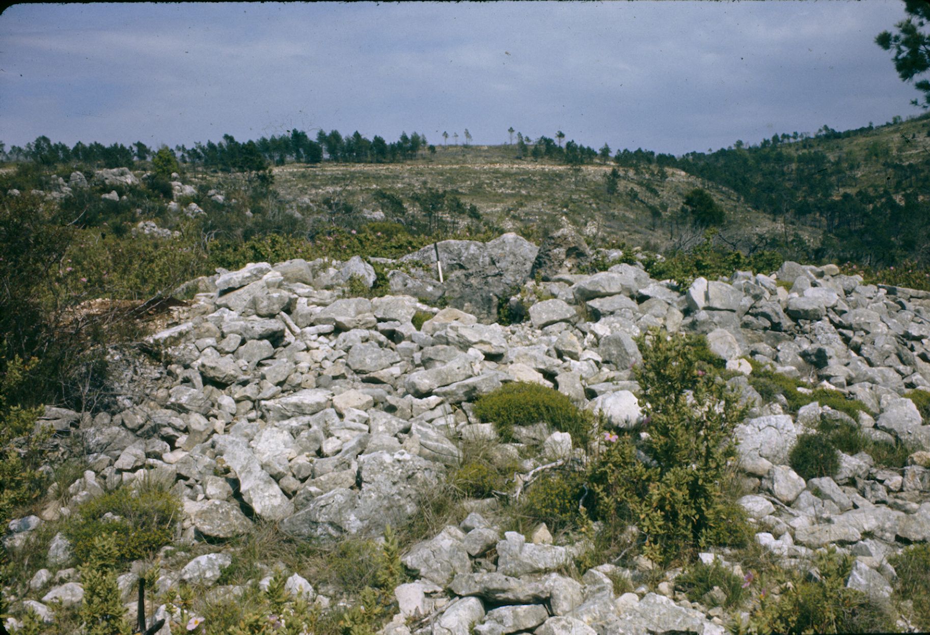 St Cézaire Dolmen du Serre Dinguilhé 10A 020 1974