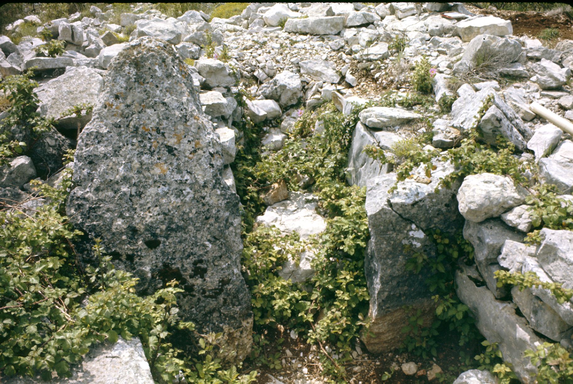 St Cézaire Dolmen du Serre Dinguilhé 10A 023 1974