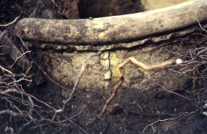 bugad